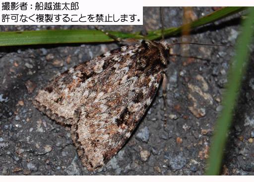 写真を拡大表示します 写真を拡大表示します
