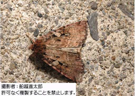 写真を拡大表示します