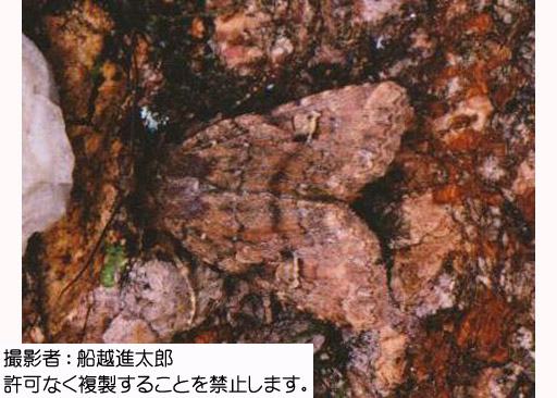 写真を拡大表示します 写真を拡大表示します