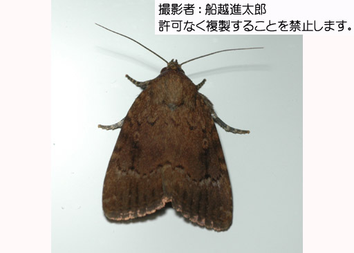 写真を拡大表示します 写真を拡大表示します