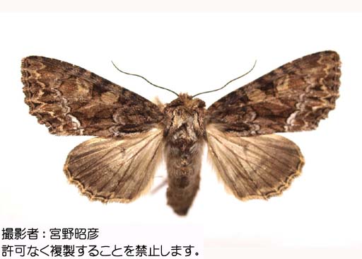 写真を拡大表示します 写真を拡大表示します