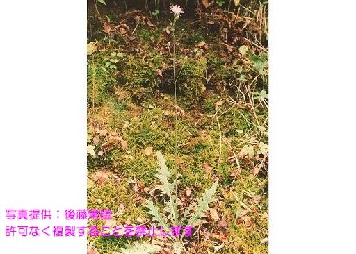 写真を拡大表示します 写真を拡大表示します