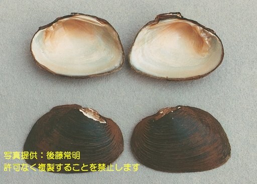 写真を拡大表示します 写真を拡大表示します