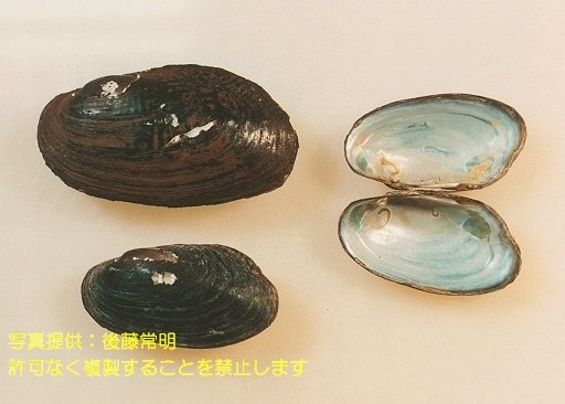 写真を拡大表示します 写真を拡大表示します