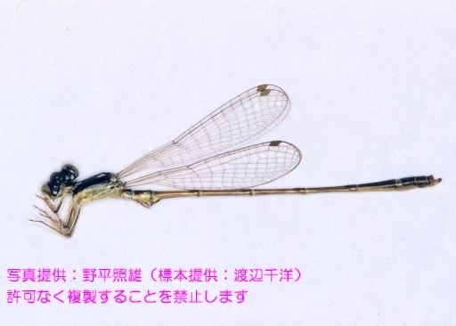 写真を拡大表示します 写真を拡大表示します