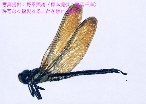 写真を拡大表示します 写真を拡大表示します