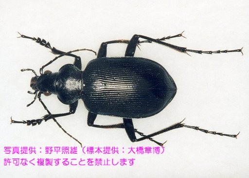 クロカタビロオサムシ 岐阜県公式ホームページ 環境企画課