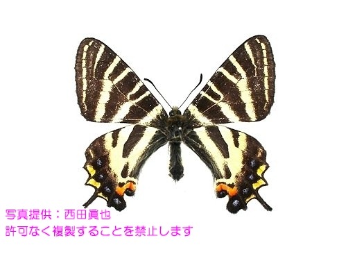 写真を拡大表示します