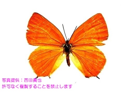 写真を拡大表示します