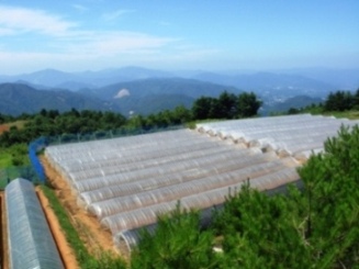 飛騨ほうれんそうのハウス団地