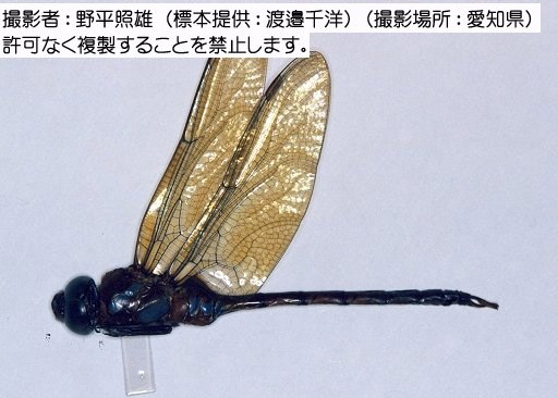 写真を拡大表示します 写真を拡大表示します