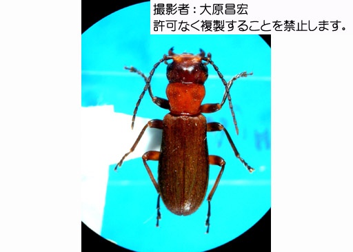 写真を拡大表示します 写真を拡大表示します
