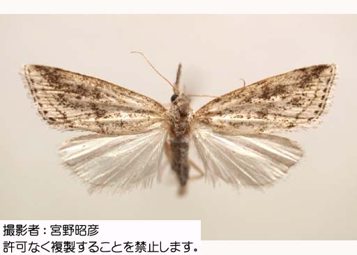 写真を拡大表示します 写真を拡大表示します