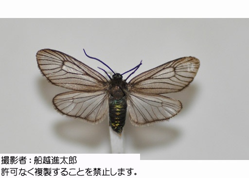 写真を拡大表示します 写真を拡大表示します