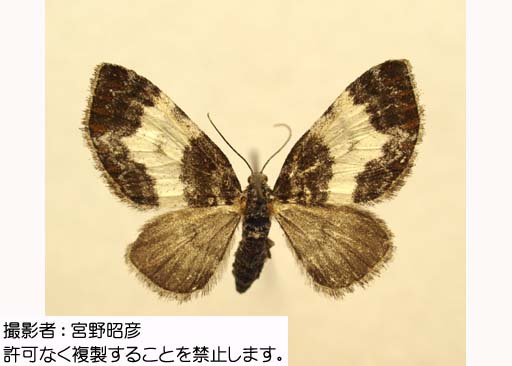 写真を拡大表示します 写真を拡大表示します