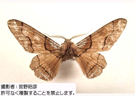 写真を拡大表示します 写真を拡大表示します
