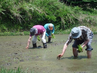 田植え