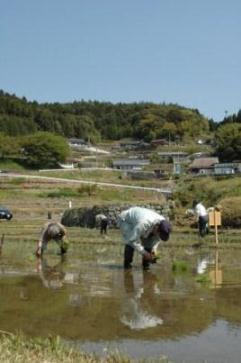 田植え風景