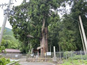 神ノ御杖スギ