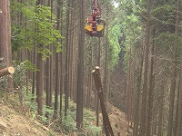タワーヤーダ(林業機械)