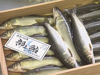 郡上鮎 郡上鮎