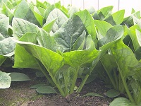 夏ほうれんそう 夏ほうれんそう