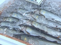 ぎふの鮎 ぎふの鮎