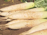 夏だいこん 夏だいこん