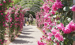 ぎふワールド・ローズガーデン