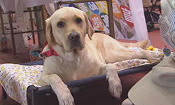 セラピードッグ