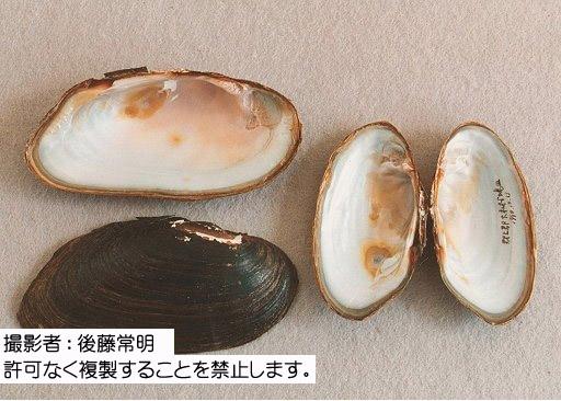 写真を拡大表示します 写真を拡大表示します